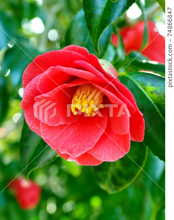 Camellia (natural texture) Camellia (natural texture) 74866847