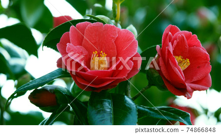 茶花（自然紋理） 74866848