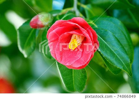 茶花(自然紋理) 茶花(自然紋理) 74866849