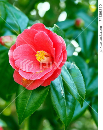 茶花（自然紋理） 74866850