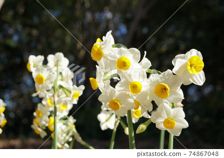 早春花水仙花圖像 照片素材 圖片 圖庫