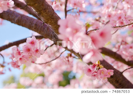 Kawazu cherry blossoms that color early spring 74867053