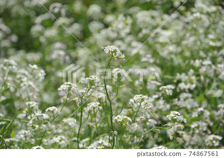 Daikon flower 74867561
