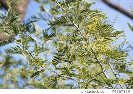 含羞草和鶴丸公園的藍天 74867569