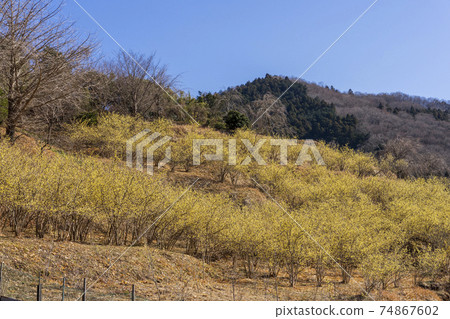 Matsuda Town Yadoriki Robai Garden 74867602