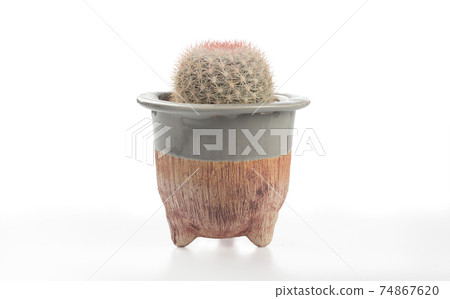 candida rose cactus pots. candida rose cactus pots. 74867620