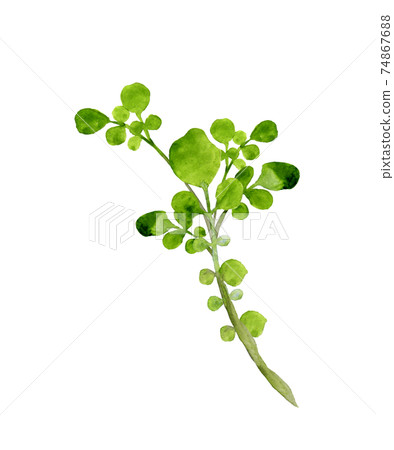 Watercress watercolor Watercress watercolor 74867688