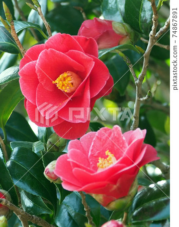 flower, flowers, spit 74867891