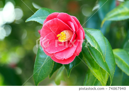 花朵 花 花卉 74867940