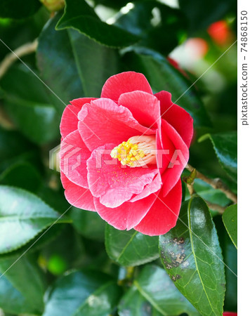 blossom, blossoms, flower 74868150