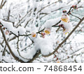 White plum blossoms with snow 74868454
