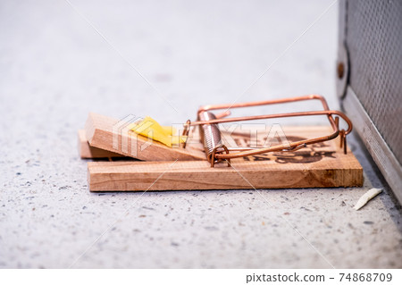 Trap ready for the mouse with cheese Trap ready for the mouse with cheese 74868709