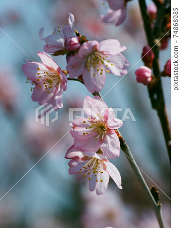 Almond (flower) Almond (flower) 74868985