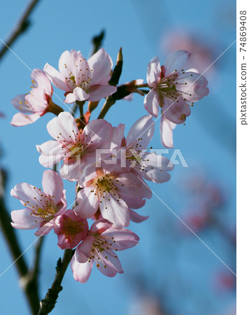 杏仁（花） 74869408