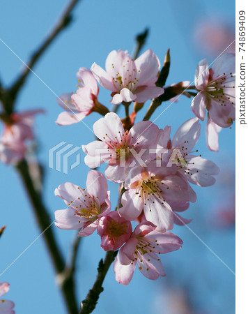 Almond (flower) 74869409