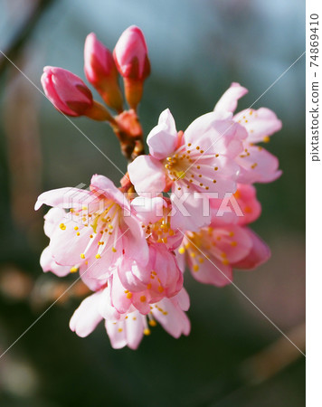 Almond (flower) 74869410