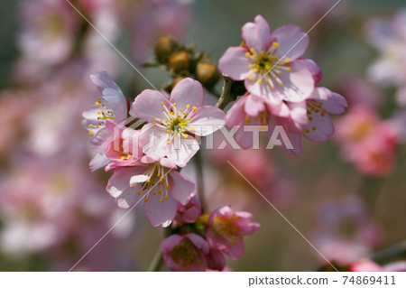 Almond (flower) 74869411