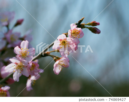 Almond (flower) 74869427