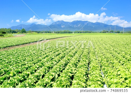 Lettuce field and Yatsugatake in Nobeyama plateau Lettuce field and Yatsugatake in Nobeyama plateau 74869535