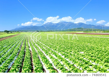 鍋山高原的生菜田和八岳 74869541