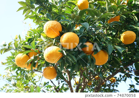 夏季橙色 74870058