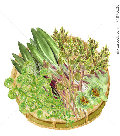 [水彩畫]漏勺上的5種春季野生植物植物成分材料白色背景PNG可複制空間 74870120