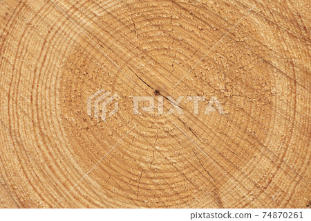 Felled trunk texture and rings, Moncayo, Spain. 74870261
