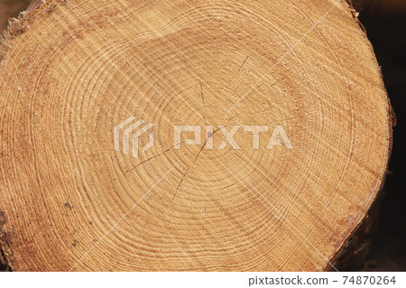 Felled trunk texture and rings, Moncayo, Spain. Felled trunk texture and rings, Moncayo, Spain. 74870264