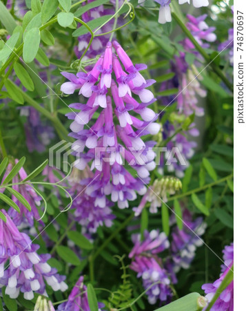 內由藤花 內由藤花 74870697