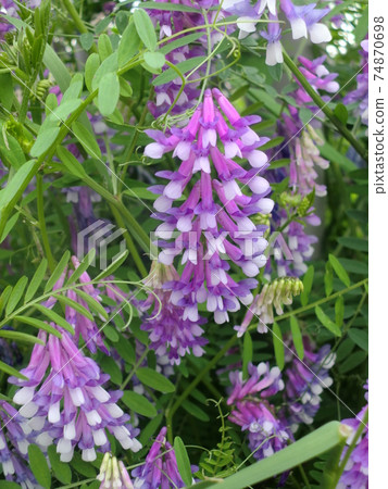 Wisteria flower Wisteria flower 74870698