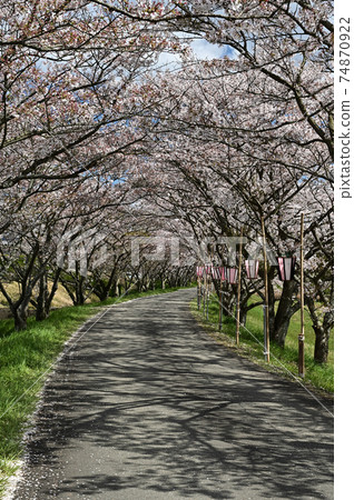 Cherry blossoms of Tamba Sasayama 74870922