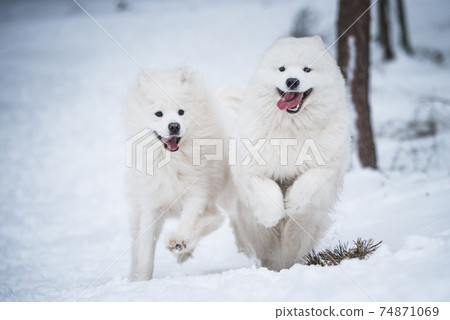 Beautiful fluffy two Samoyed white dogs is playing in the winter forest Beautiful fluffy two Samoyed white dogs is playing in the winter forest 74871069