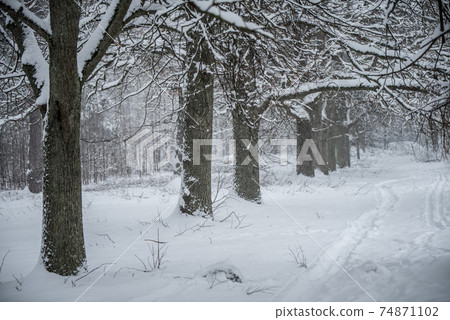 A path between trees covered with snow. 74871102