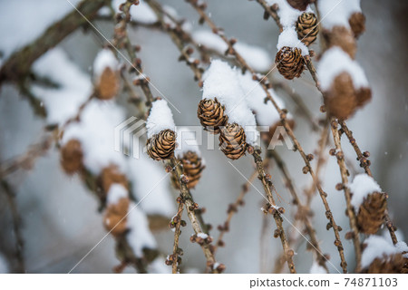 Larch tree branches with small cones in snow background Larch tree branches with small cones in snow background 74871103