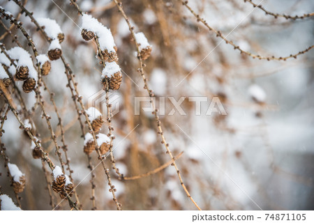 Larch tree branches with small cones in snow background 74871105