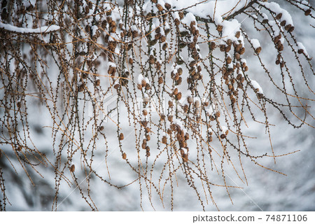Larch tree branches with small cones in snow background Larch tree branches with small cones in snow background 74871106