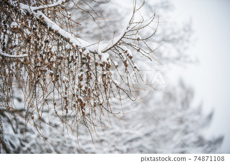 Larch tree branches with small cones in snow background Larch tree branches with small cones in snow background 74871108