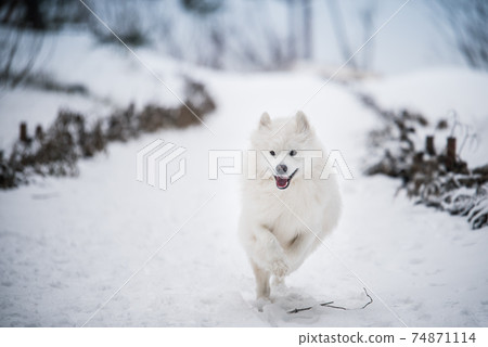 Samoyed white dog is running on snow outside Samoyed white dog is running on snow outside 74871114