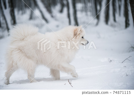 Samoyed white dog is running on snow outside Samoyed white dog is running on snow outside 74871115