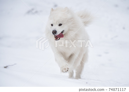 Samoyed white dog is running on snow outside Samoyed white dog is running on snow outside 74871117