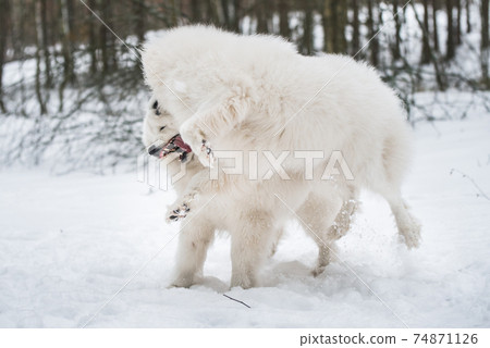 Beautiful fluffy two Samoyed white dogs is playing in the winter forest 74871126