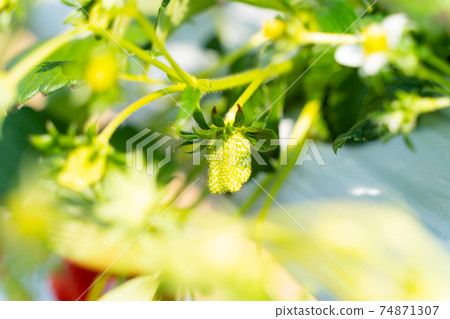 草莓採摘 草莓採摘 74871307