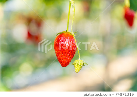 草莓採摘 草莓採摘 74871319