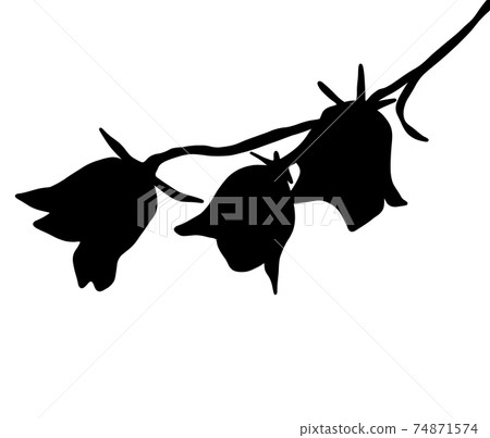 Cute silhouette of Campanula (Canterbury bells) 74871574
