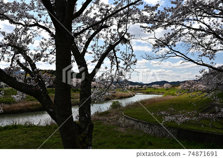 Tamba Sasayama的櫻花 74871691