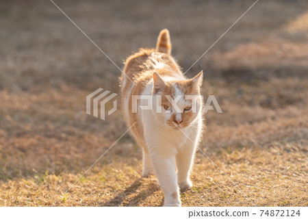 Walking cat brown-white cat Walking cat brown-white cat 74872124