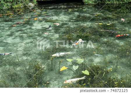 Nameless pond (Monet's pond) Nameless pond (Monet's pond) 74872125