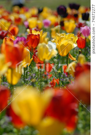 Tulip field Tulip field 74872277