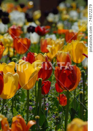 Tulip field Tulip field 74872279