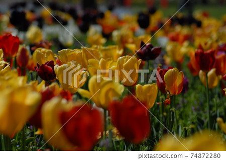 Tulip field Tulip field 74872280
